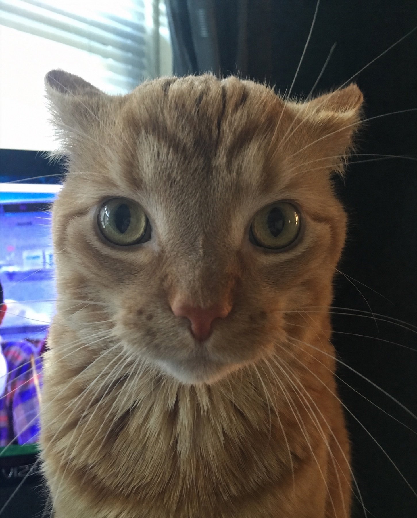 Cat without MOG glasses