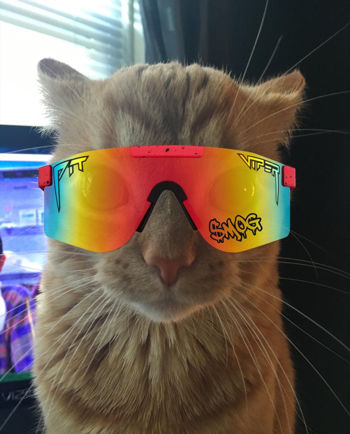 MOG cat wearing rainbow sport sunglasses